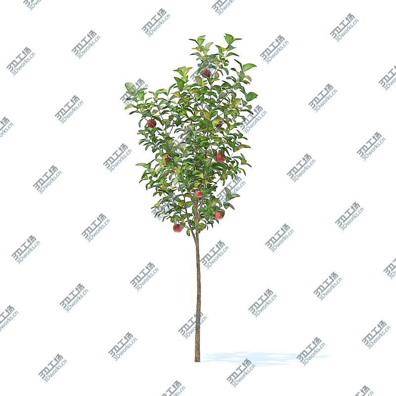 images/goods_img/2021040163/3D Fruit Trees 3D Models Collection  Volume 95/4.jpg
